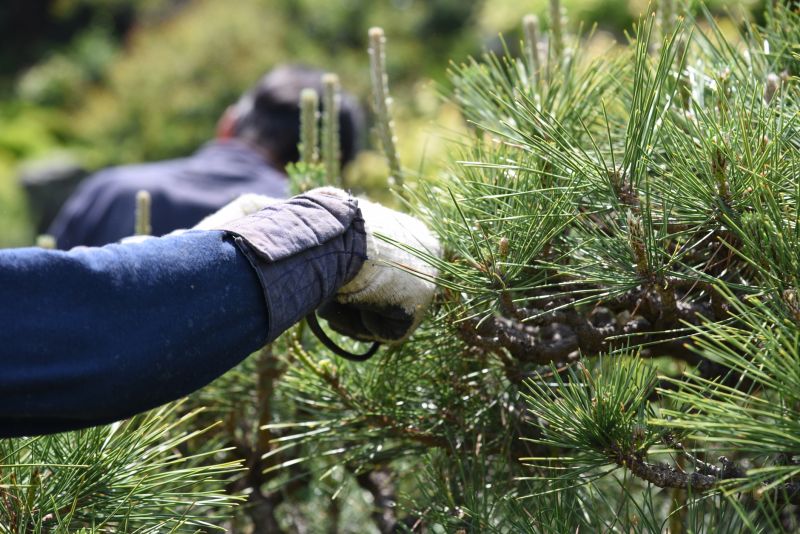 Local Pine Needle Removal pros at work