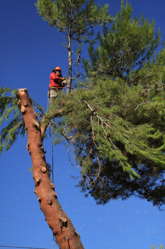 Contact About Pine Needle Removal