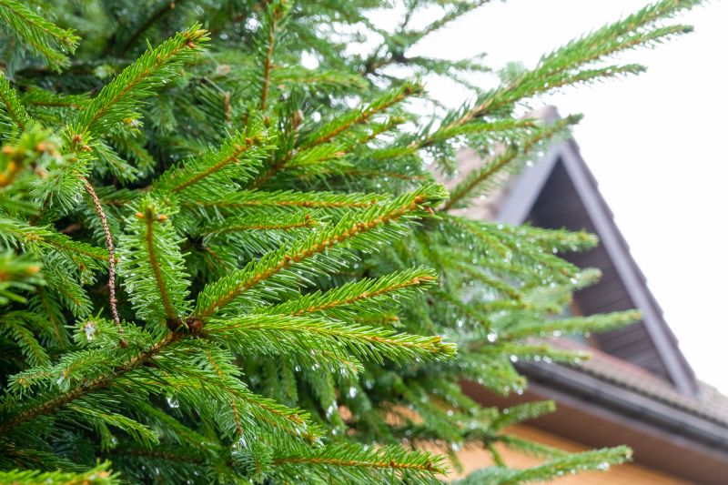 Pine Needle Removal Services