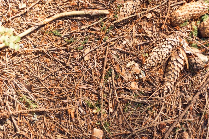 Pine Needle Removal Services