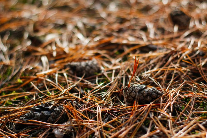 Pine Needle Removal Services & Promotions