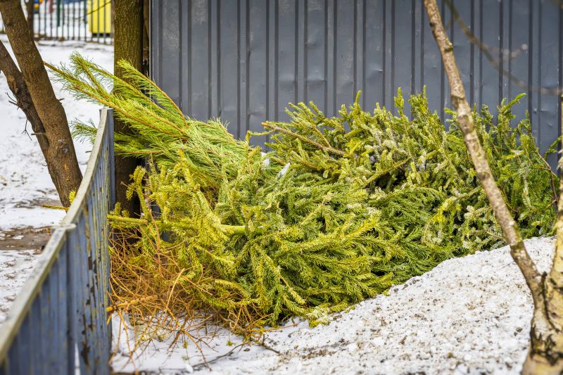 Pine Landscape Post-Removals
