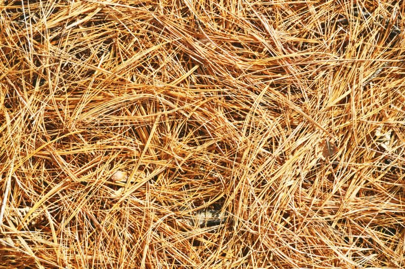 Get Pine Needle Removal Schedule Service Today