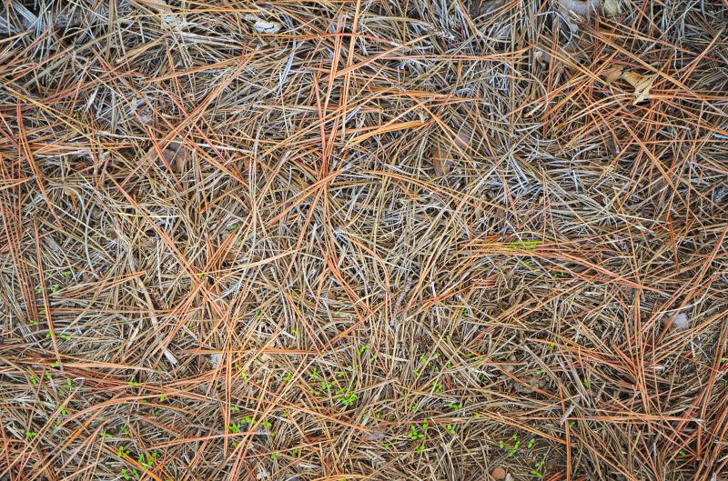 Prevent Drainage Issues With Professional Pine Needle Removal Service!